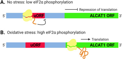 An upstream open reading frame (5′-uORF) links oxidative stress to translational control of ALCAT1 through phosphorylation of eIF2α