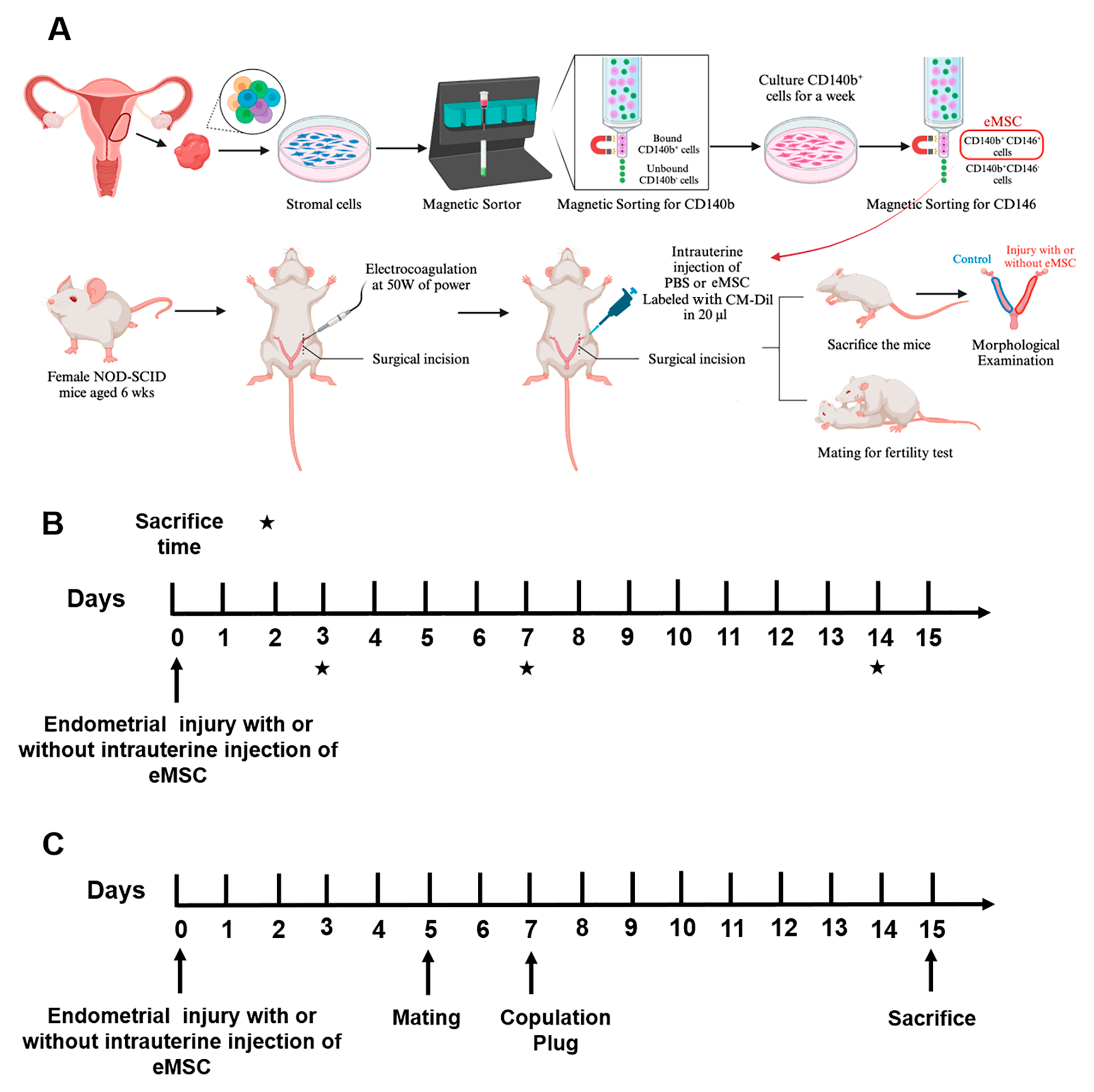 Endometrial mesenchymal stromal/stem cells improve regeneration of injured endometrium in mice