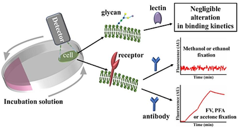 Effects of Chemical Fixatives on Kinetic Measurements of Biomolecular Interaction on Cell Membrane