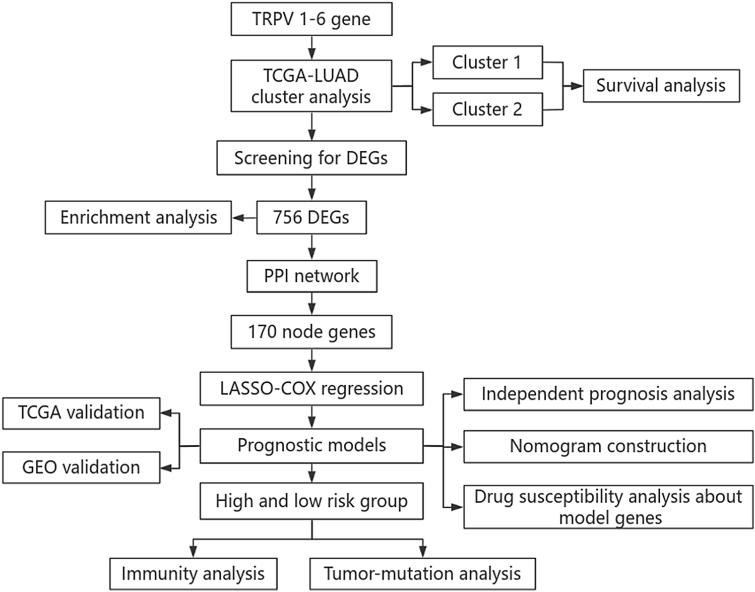 Identification of Prognostic and Immune Characteristics of Two Lung Adenocarcinoma Subtypes Based on TRPV Channel Family Genes