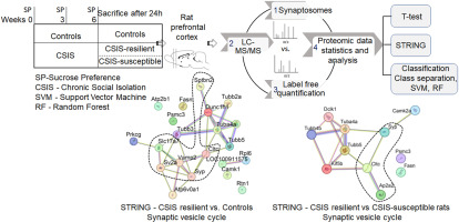 Prefrontal cortical synaptoproteome profile combined with machine learning predicts resilience towards chronic social isolation in rats