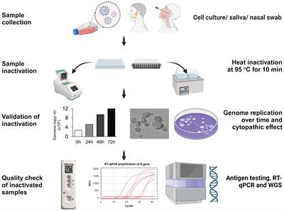 Validating the inactivation of viral pathogens with a focus on SARS-CoV-2 to safely transfer samples from high-containment laboratories