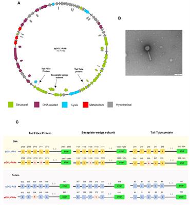 Erratum: Resistance against two lytic phage variants attenuates virulence and antibiotic resistance in Pseudomonas aeruginosa