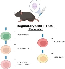 Upregulation of CD8+ regulatory T cells following liver-directed AAV gene therapy