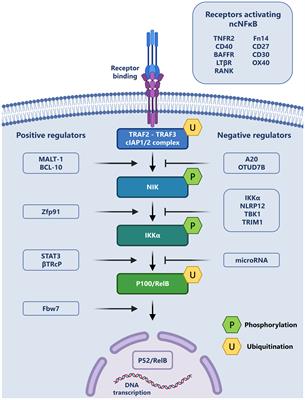Dynamic modulation of the non-canonical NF-κB signaling pathway for HIV shock and kill