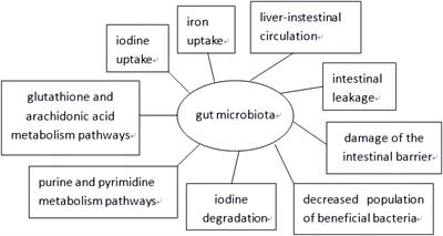 The impact of gut microbiota on autoimmune thyroiditis and relationship with pregnancy outcomes: a review