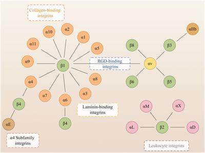 Integrins regulation of wound healing processes: insights for chronic skin wound therapeutics