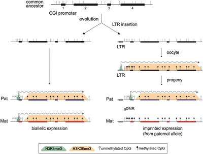 Roles of endogenous retroviral elements in the establishment and maintenance of imprinted gene expression