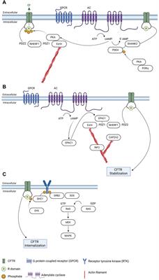 Cell type-specific regulation of CFTR trafficking—on the verge of progress