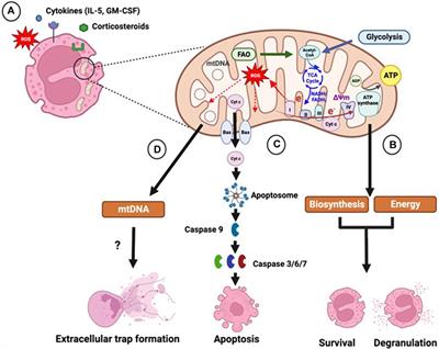 The role of mitochondria in eosinophil function: implications for severe asthma pathogenesis