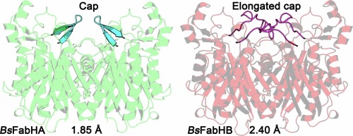 Crystal structures of the fatty acid biosynthesis initiation enzymes in Bacillus subtilis