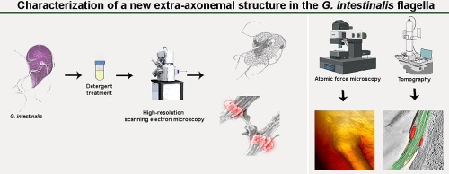 Characterization of a new extra-axonemal structure in the Giardia intestinalis flagella