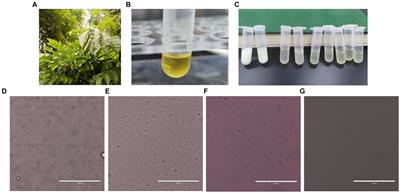The effect and mechanism of volatile oil emulsion from leaves of Clausena lansium (Lour.) Skeels on Staphylococcus aureus in vitro