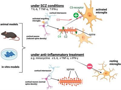 Microglia-neuron interactions in schizophrenia