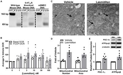 5-HT1F receptor agonism induces mitochondrial biogenesis and increases cellular function in brain microvascular endothelial cells