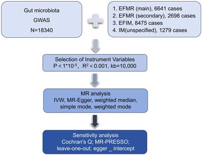 Association between gut microbiota and menstrual disorders: a two-sample Mendelian randomization study