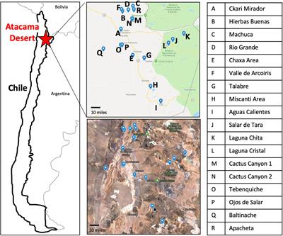 Insights into the diversity and survival strategies of soil bacterial isolates from the Atacama Desert