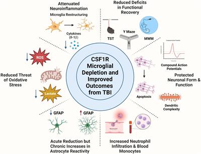 Deplete and repeat: microglial CSF1R inhibition and traumatic brain injury