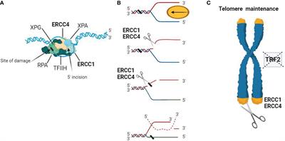 ERCC4: a potential regulatory factor in inflammatory bowel disease and inflammation-associated colorectal cancer