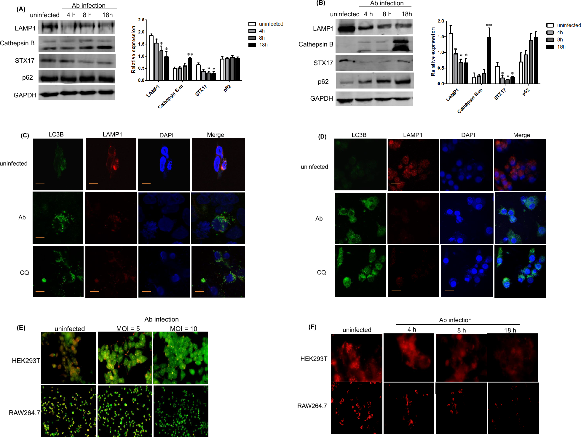 Syntaxin17 Restores Lysosomal Function and Inhibits Pyroptosis Caused by Acinetobacter baumannii