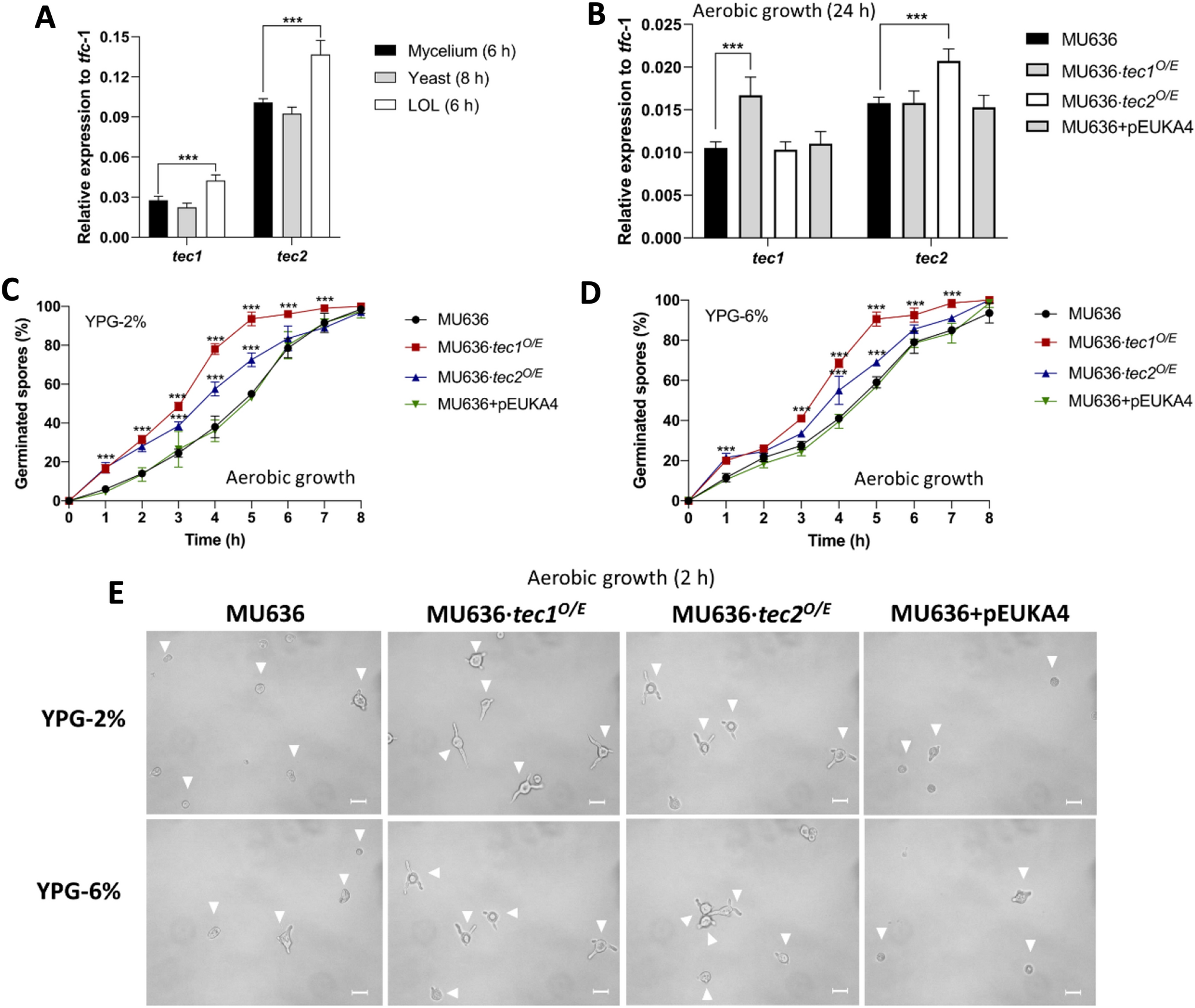 Transcription Factors Tec1 and Tec2 Play Key Roles in the Hyphal Growth and Virulence of Mucor lusitanicus Through Increased Mitochondrial Oxidative Metabolism