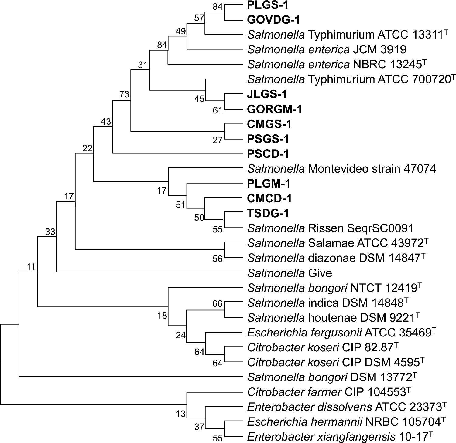 Prevalence of Indigenous Antibiotic-Resistant Salmonella Isolates and Their Application to Explore a Lytic Phage vB_SalS_KFSSM with an Intra-Broad Specificity