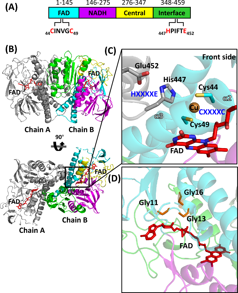 Structural and Functional Analyses of the Flavoprotein Disulfide Reductase FN0820 of Fusobacterium nucleatum