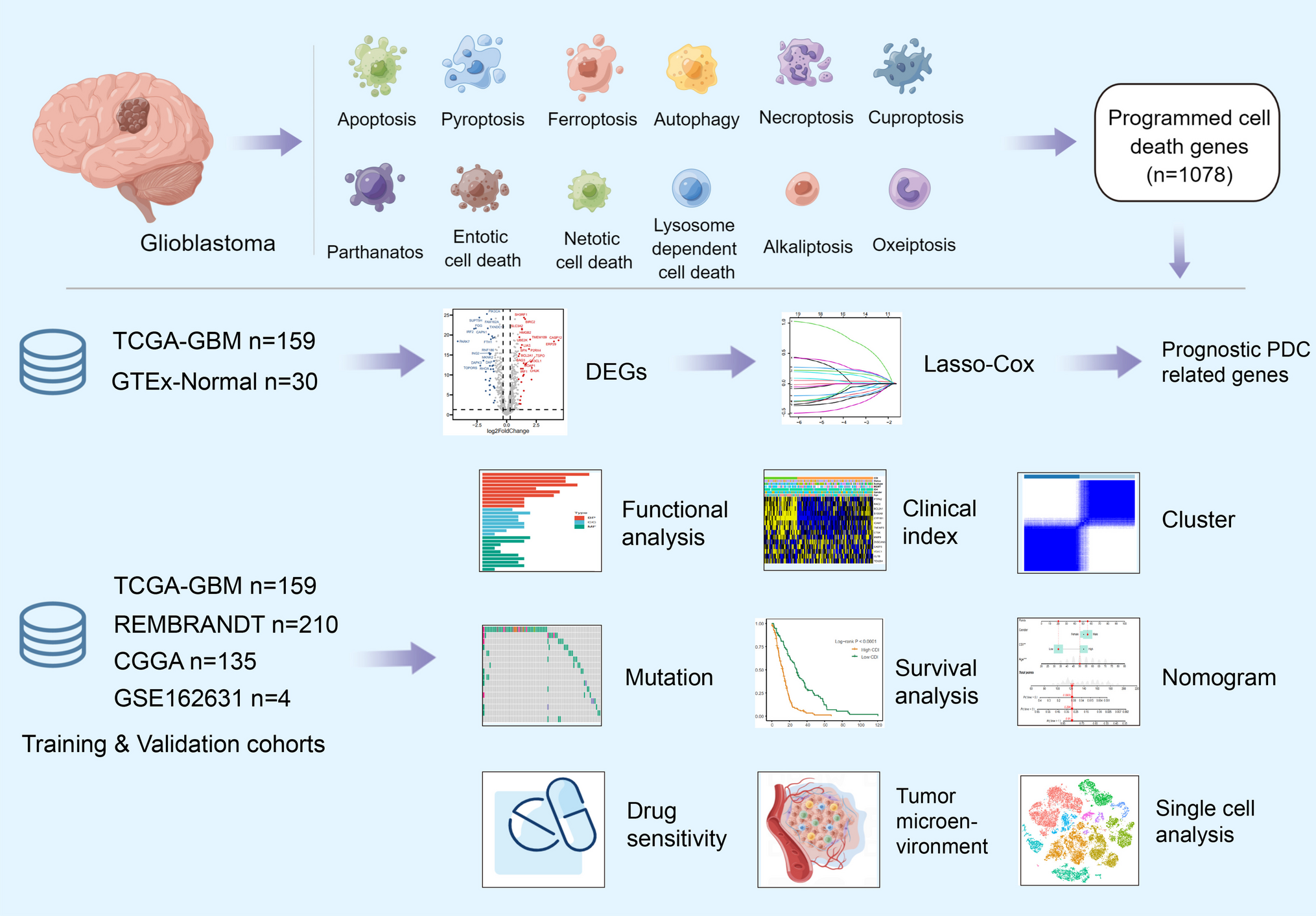 Association Between Diverse Cell Death Patterns Related Gene Signature and Prognosis, Drug Sensitivity, and Immune Microenvironment in Glioblastoma