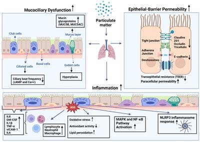 Impact of particulate air pollution on airway injury and epithelial plasticity; underlying mechanisms