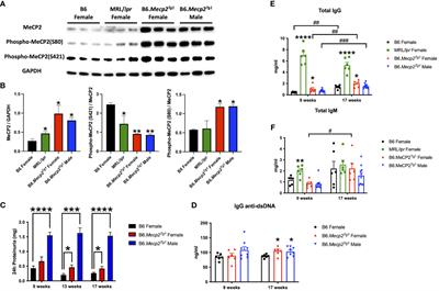 Autoimmune and neuropsychiatric phenotypes in a Mecp2 transgenic mouse model on C57BL/6 background