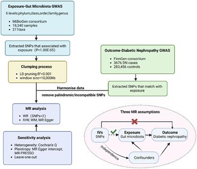Causal relationship between gut microbiota and diabetic nephropathy: a two-sample Mendelian randomization study