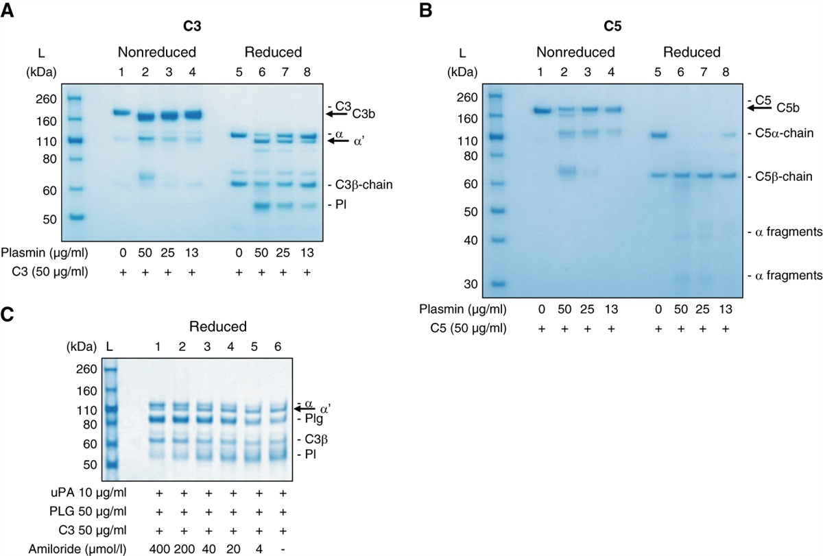 Amiloride Reduces Urokinase/Plasminogen-Driven Intratubular Complement Activation in Glomerular Proteinuria