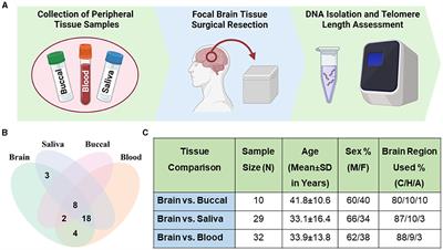 Correlation of telomere length in brain tissue with peripheral tissues in living human subjects