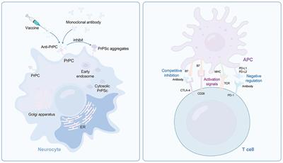 New implications for prion diseases therapy and prophylaxis
