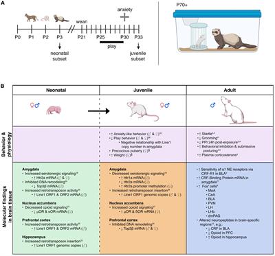 Brain, behavior, and physiological changes associated with predator stress–An animal model for trauma exposure in adult and neonatal rats