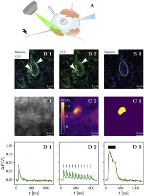 Optical measurement of glutamate release robustly reports short-term plasticity at a fast central synapse