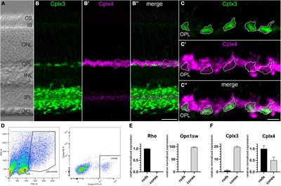 Light-dependent regulation of neurotransmitter release from rod photoreceptor ribbon synapses involves an interplay of Complexin 4 and Transducin with the SNARE complex