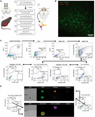 Non-severe thermal burn injuries induce long-lasting downregulation of gene expression in cortical excitatory neurons and microglia