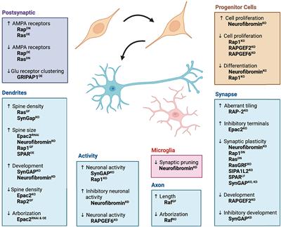 Interactions between Ras and Rap signaling pathways during neurodevelopment in health and disease