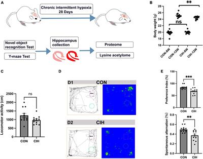 Acetylome analyses provide novel insights into the effects of chronic intermittent hypoxia on hippocampus-dependent cognitive impairment