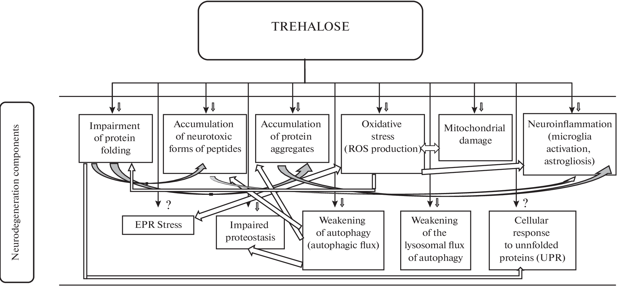 Multiple Mechanisms of the Therapeutic Effect of Trehalose in Inhibition of Experimental Neurodegeneration