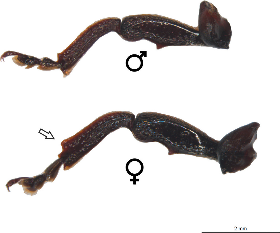 Sexual Dimorphism, Diel Activity, and Mating Behavior of Eubulus cf. elongatus: an Emergent Pest Root in Cassava Crops