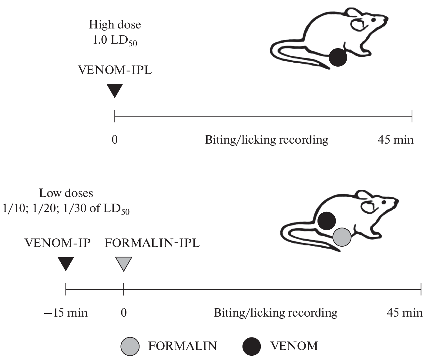 The Transition of Pain into Anesthesia—The Effect of Various Doses of Macrovipera lebetina obtusa Venom