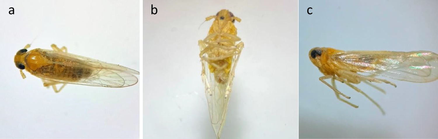 First Record of the African Species Leptodelphax maculigera (Stål, 1859) (Hemiptera: Delphacidae) in Brazil