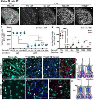 Sensorineural correlates of failed functional recovery after natural regeneration of vestibular hair cells in adult mice