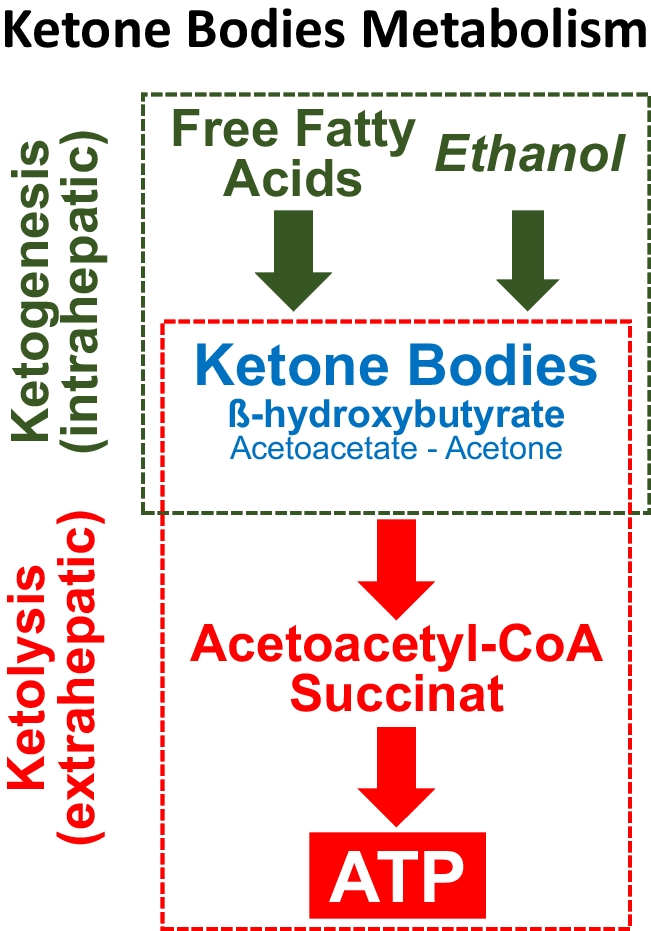 Eu- or hypoglycemic ketosis and ketoacidosis in children: a review