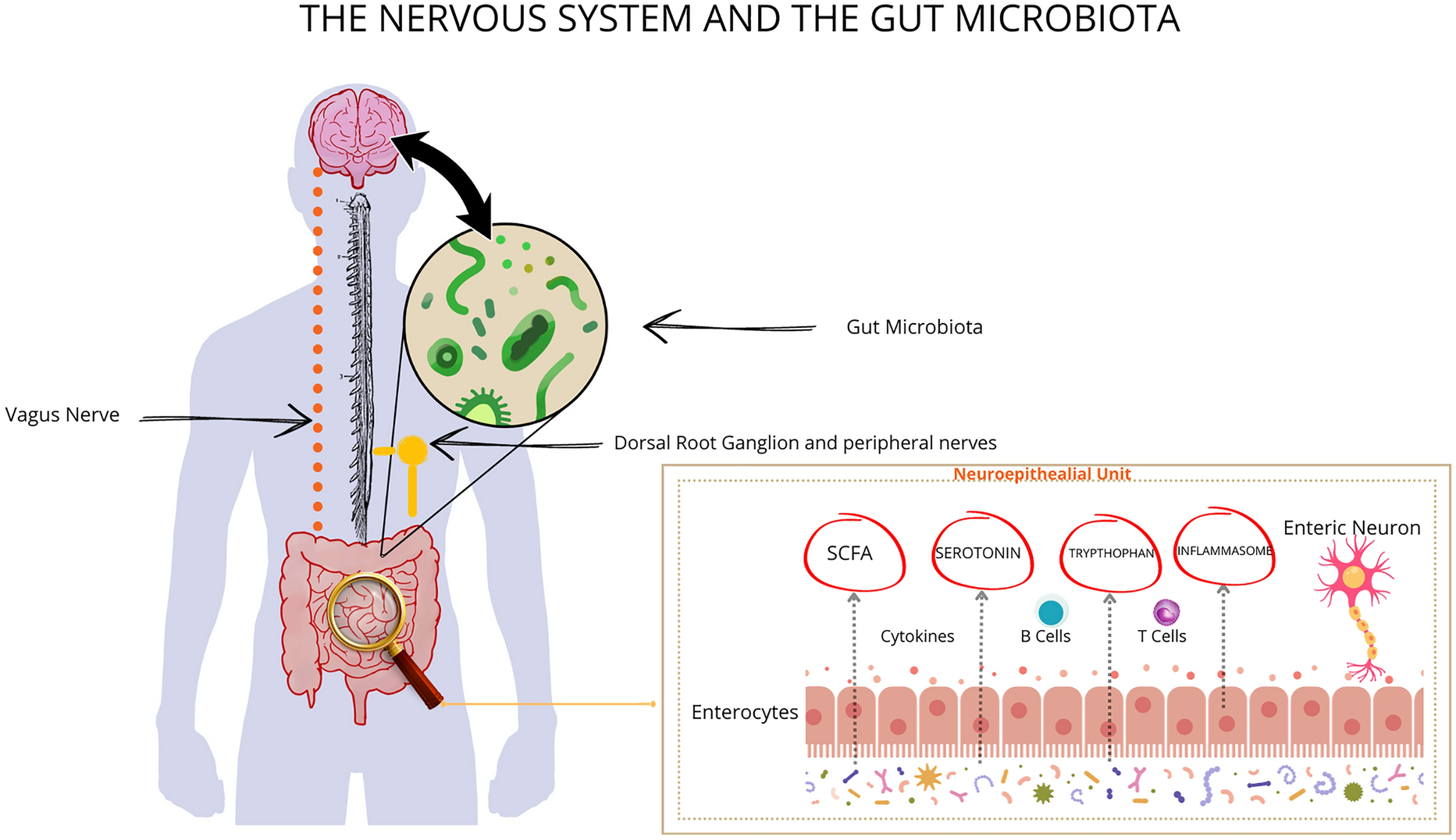 Gut Microbiota Modulation and Its Implications on Neuropathic Pain: A Comprehensive Literature Review