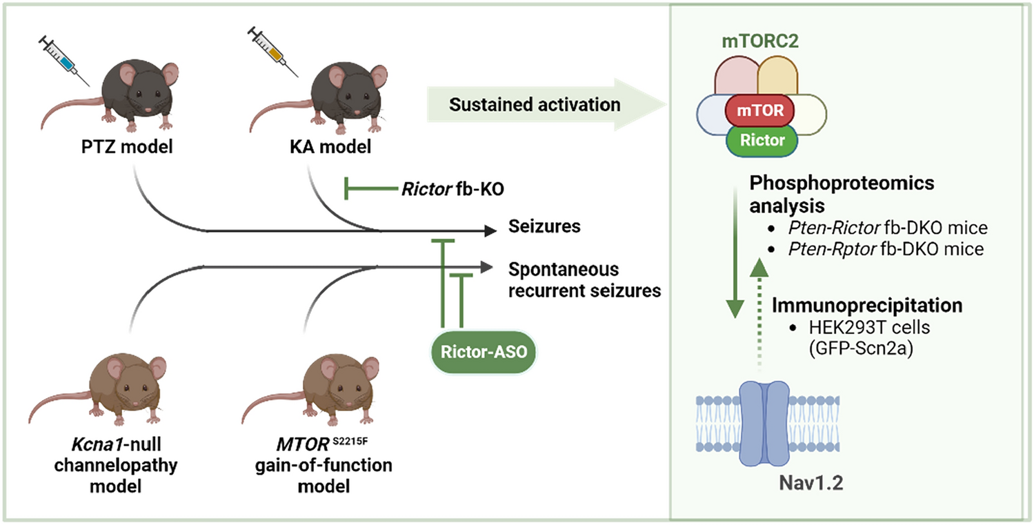mTORC2: The “Ace in the Hole” for a Broader Control of Epileptic Seizures?