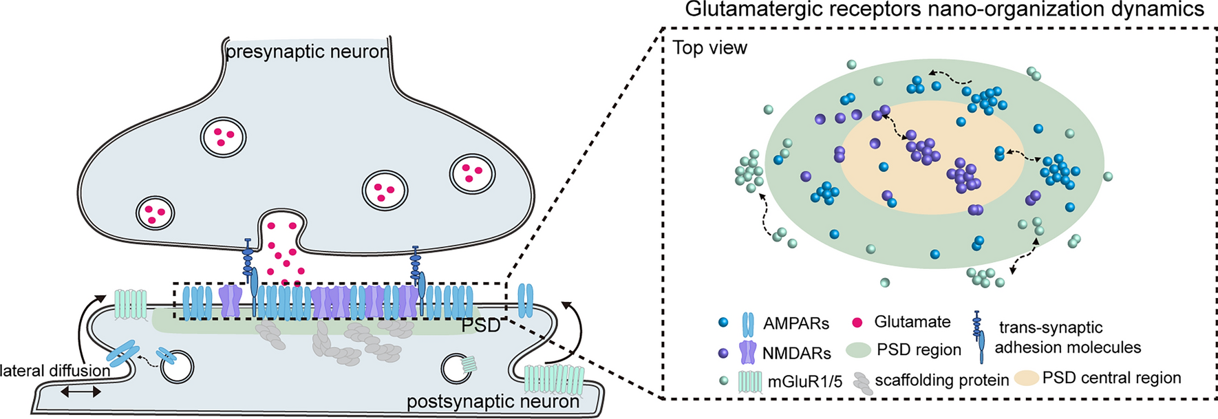 Nanoscale Reorganization of Glutamate Receptors Underlies Synaptic Plasticity and Pathology