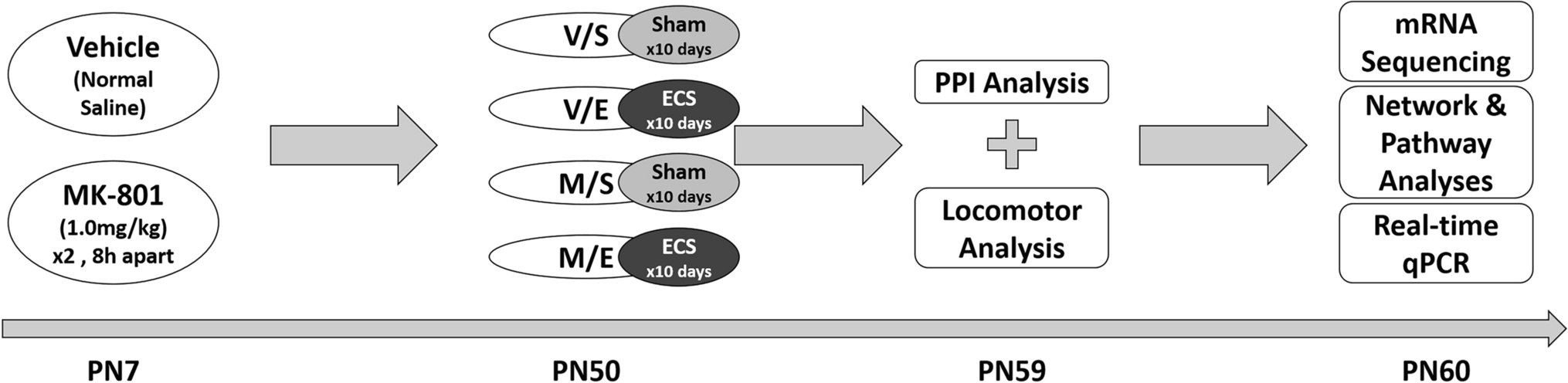 Behavioral and transcriptional effects of repeated electroconvulsive seizures in the neonatal MK-801-treated rat model of schizophrenia